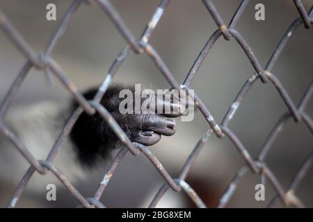 Hand der Schimpanse monkety Säugetier Tier Fang eisernen Käfig. Freiheit wildlife Tier Natur Stockfoto