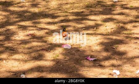 American Robin steht auf dem Boden unter Kirschblüten Bäume in Washington Mall Stockfoto