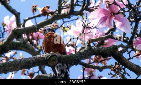 American Robin auf rosa Blumen Kirschblütenbaum Bild Hintergrundbild Stockfoto