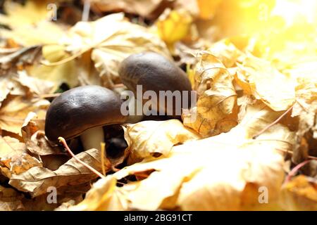 Ahornblätter und Pilze im Park, Nahaufnahme Stockfoto