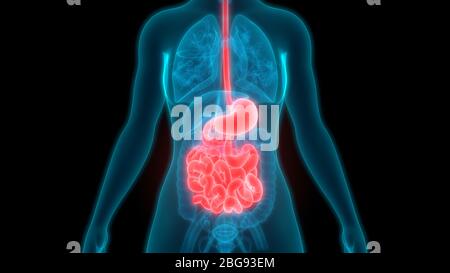 Menschliche Verdauungssystem Magen mit kleinen Darm Anatomie Stockfoto