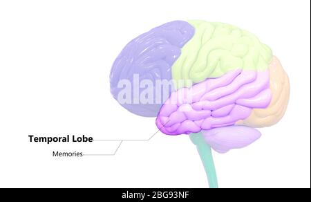 Zentrale Organ des menschlichen Nervensystems Anatomie des Gehirns Stockfoto