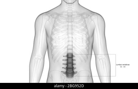 Wirbelsäule Lumber Wirbel des menschlichen Skelettsystems mit detaillierten Etiketten Anatomie Stockfoto