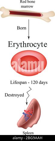 Limbo-Erythrozyten im Knochenmark. Das Absterben roter Blutkörperchen in der Milz. Das Leben einer roten Blutkörperchen. Stock Vektor