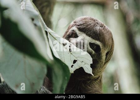 Braunkehliger Dreikehliger Sloth (Bradypus variegatus) auf der Schmetterlingsfarm Pilpintuwasi & Tierwaisenhaus in Iquitos Peru im Amazonaswald Stockfoto