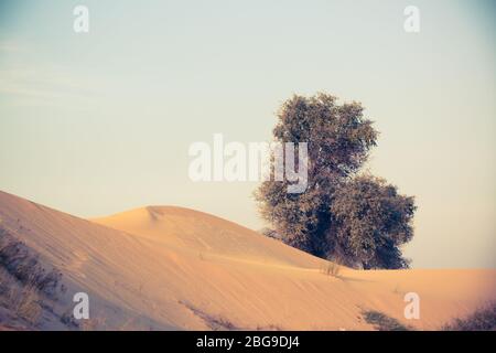 Lebensökologie Einsamkeit Konzept - einsamer grüner Baum in Wüstendünen. Stockfoto