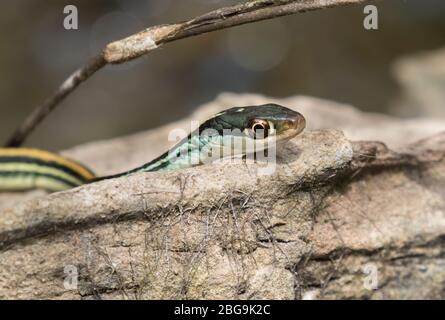 Thamnophis sauritus sauritus, die östliche Bandschlange oder gewöhnliche Bandschlange aus nächster Nähe Stockfoto