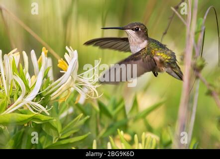 Das Weibchen des rubinkehligen Kolibris, der über Honeysackblüten fliegt, Nahaufnahme Stockfoto