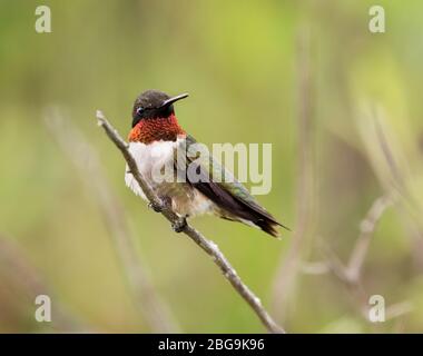 Das Männchen des rubinkehligen Kolibris (Archilochus colibris), der auf dem Ast thront Stockfoto