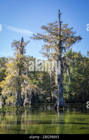 Zypressen (Cupressus) im Wasser mit spanischem Moos (Tillandsia usneoides), auf dem Baum Weißadler (Haliaeetus leucocephalus), Süßwasserquelle Stockfoto