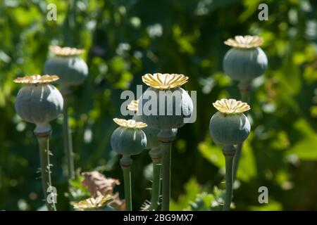 MoGo Australien, Samen Kapseln von Opium Mohnblumen in Feld Stockfoto