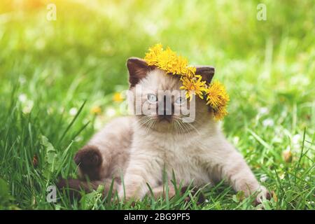 Kleines Kätzchen gekrönt Löwenzahn Blume Kaplan. Das Kätzchen sitzt auf dem Gras Stockfoto