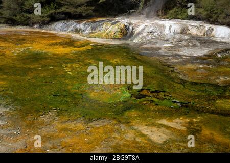 Mannschaftskapitän Terrasse, Waimangu Volcanic Valley, Rotorua, Nordinsel, Neuseeland Stockfoto