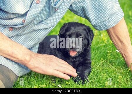 Ein älterer Mann mit den kleinen schwarzen Welpen der Labrador Retriever im Freien. Der Mann sitzt auf dem Gras und streichelte den Hund Stockfoto