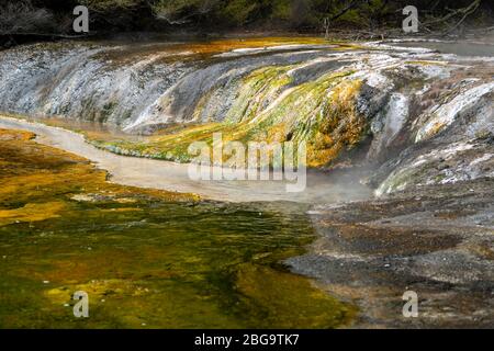 Mannschaftskapitän Terrasse, Waimangu Volcanic Valley, Rotorua, Nordinsel, Neuseeland Stockfoto