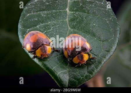 Ein Makrofoto von zwei Marienkäfer auf einem Blatt im Garten, Draufsicht, Makrofotografie Stockfoto