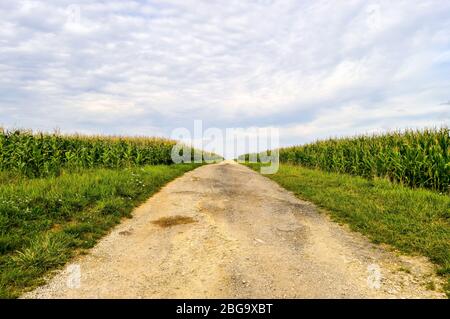 Weg zwischen Maisfeldern im Departement Meuse in Frankreich Stockfoto