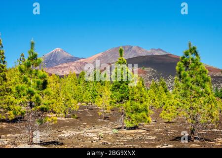 Kiefernwald auf Lavagestein am Nationalpark Teide auf Teneriffa, Spanien Stockfoto