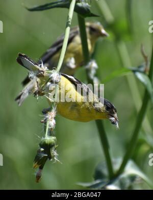 Ein männlicher amerikanischer Goldfink (Spinus tristis), mit dem Weibchen im Hintergrund, ernährt sich von den Samen einer Falkenkrautpflanze auf Struve Slough in Kalifornien. Stockfoto