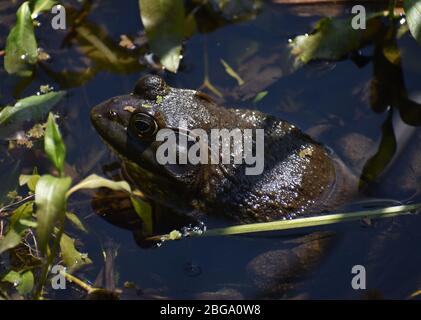 Ein männlicher amerikanischer Bullfrosch (Lithobates catesbeianus), im flachen Wasser am Rande von Watsonville Slough in Kalifornien. Stockfoto