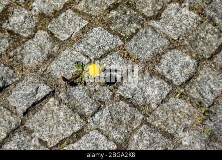 Berlin, Deutschland. April 2020. Zwischen Kopfsteinpflaster blüht eine Löwenzahn-Pflanze. Quelle: Jens Kalaene/dpa-Zentralbild/ZB/dpa/Alamy Live News Stockfoto