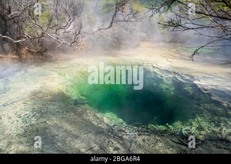 Thermalquelle, Tokaanu Thermalwanderung, Tokaanu, Lake Taupo, Nordinsel Neuseeland Stockfoto