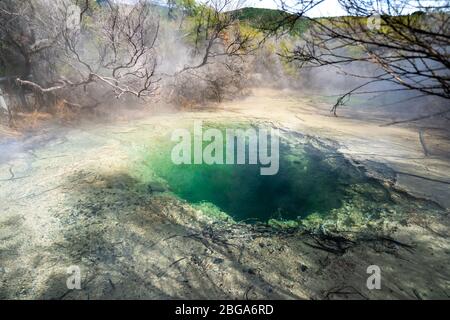 Thermalquelle, Tokaanu Thermalwanderung, Tokaanu, Lake Taupo, Nordinsel Neuseeland Stockfoto