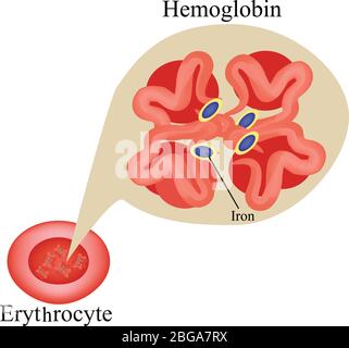 Hämoglobin in der roten Blutkörperchen. Erythrozyten. Hämoglobin. Infografiken. Vektorgrafik Stock Vektor