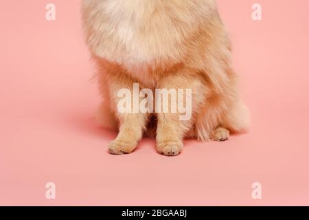 Ansicht von rothaarigen Hund auf rosa Stockfoto