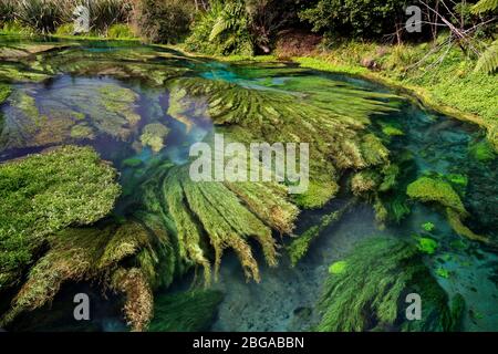 Blue Spring, Te Waihou Walkway, Neuseeland Stockfoto