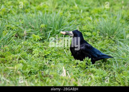 Schöner Rook Vogel mit einer Scheibe Brot im Schnabel. Stockfoto