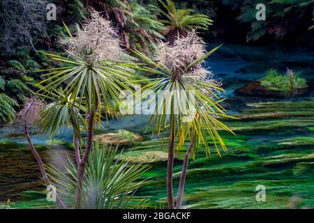 Blue Spring, Te Waihou Walkway, Neuseeland Stockfoto