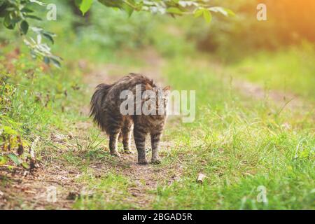 Sibirische Katze im Sommer im Wald zu Fuß Stockfoto