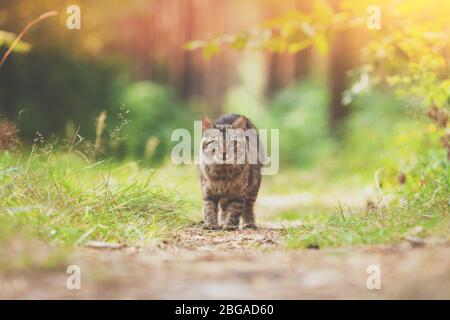 Sibirische Katze im Sommer im Wald zu Fuß Stockfoto