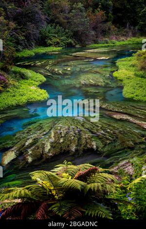 Blue Spring, Te Waihou Walkway, Neuseeland Stockfoto