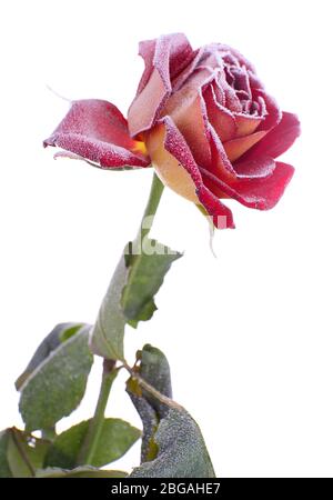 Rose mit Raureif isoliert auf weiß bedeckt Stockfoto