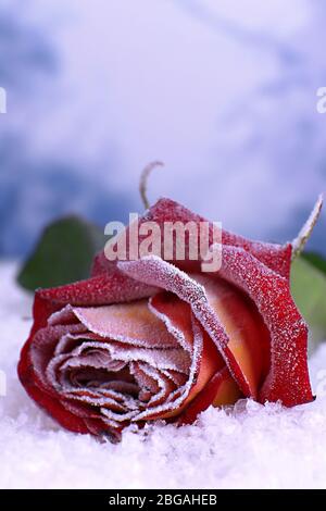 Rose mit Raureif Nahaufnahme bedeckt Stockfoto