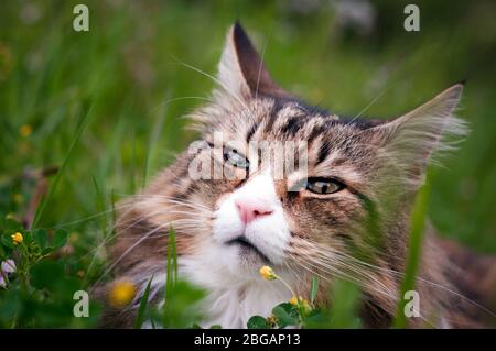 Porträt einer norwegischen Waldkatze, die auf einer Wiese liegt Stockfoto