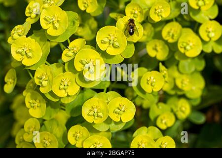 Euphorbia auch als Spurge bekannt Stockfoto