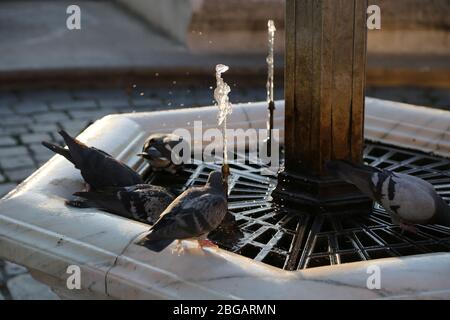 Durstige Tauben trinken Wasser aus einem städtischen Brunnen. Stockfoto