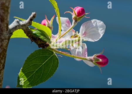 Apfelblüte und Knospen Stockfoto