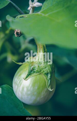 Aubergine auf grünes Blatt und Baum im Gemüsegarten. Stockfoto