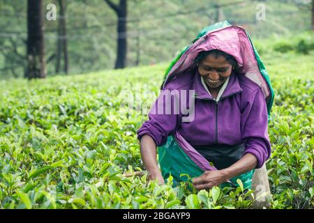 Nuwara Eliya, Sri Lanka. 25. Juli 2016: Frau, die auf der Sri-lankischen Teeplantage arbeitet. Eine Frau aus Nuwara Eliya pflückt Teeblätter auf einer Plantage Stockfoto