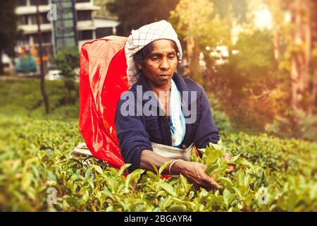 Nuwara Eliya, Sri Lanka. 25. Juli 2016: Frau, die auf der Sri-lankischen Teeplantage arbeitet. Eine Frau aus Nuwara Eliya pflückt Teeblätter auf einer Plantage Stockfoto