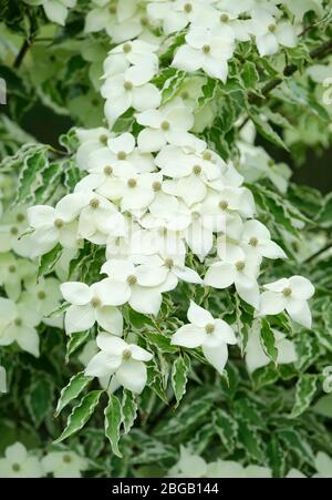 Weiße Brakte von Cornus kousa Samzam. Cornus kousa Samaritan, Samaritaner chinesisches Dogwood Stockfoto