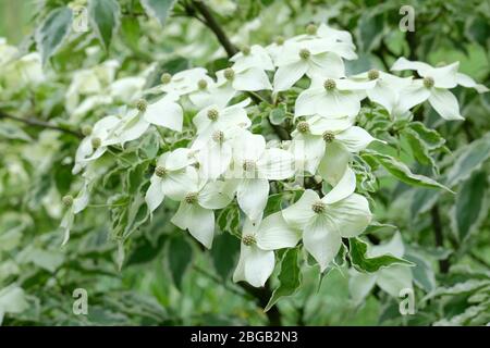 Weiße Brakte von Cornus kousa Samzam. Cornus kousa Samaritan, Samaritaner chinesisches Dogwood Stockfoto