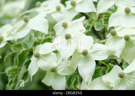 Weiße Brakte von Cornus kousa Samzam. Cornus kousa Samaritan, Samaritaner chinesisches Dogwood Stockfoto