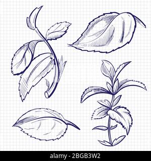 Kugelschreiber Skizze von Minze, Medizin Kräuter Pfefferminzblätter auf Notizbuch Hintergrund. Pfefferminzblatt, natürliches Aroma frisches Menthol und Pfefferminze Illustration Stock Vektor