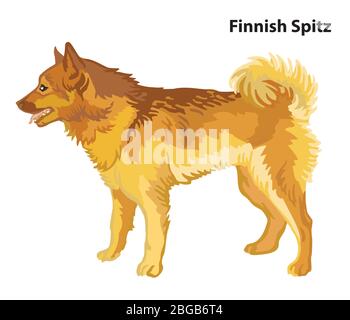 Bunte dekorative Porträt im Profil stehend Hund Finnische Spitz, Vektor isoliert Illustration auf weißem Hintergrund. Abbildung des Lagerbestands Stock Vektor