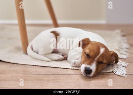 Schlafender Jack russel Terrier Welpe Hund auf dem Boden, Nahaufnahme Stockfoto
